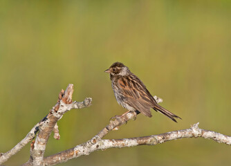 The common reed bunting (Emberiza schoeniclus) is a passerine bird