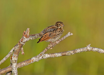 The common reed bunting (Emberiza schoeniclus) is a passerine bird