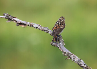 The common reed bunting (Emberiza schoeniclus) is a passerine bird.