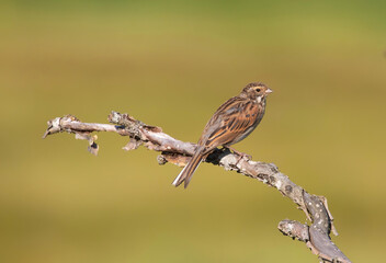 The common reed bunting (Emberiza schoeniclus) is a passerine bird