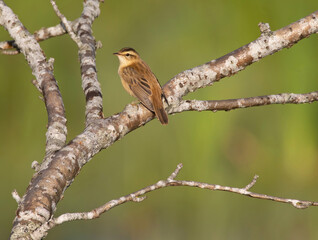 The sedge warbler (Acrocephalus schoenobaenus) is an Old World warbler in the genus Acrocephalus. It is a medium-sized warbler with a brown, streaked back and wings and a distinct pale supercilium.