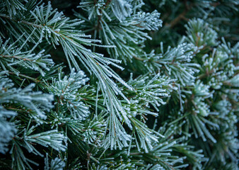 Frosty leaves on a cold winters day, Malvern Worcestershire UK
