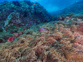 Fototapeta na wymiar Sea anemone colony at daytime (Mergui archipelago, Myanmar)