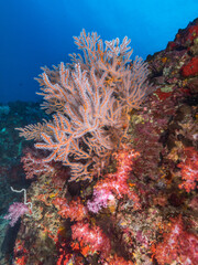 Fototapeta na wymiar Gorgonian coral with fully opened polyps (Mergui archipelago, Myanmar)
