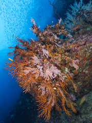 Naklejka na ściany i meble Gorgonian coral on underwater wall (Mergui archipelago, Myanmar)