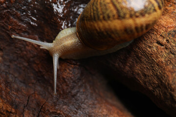 Common garden snail crawling on tree bark, top view