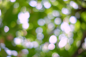 White Circle Bokeh in Green Park Background, Suitable for Nature Concept.
