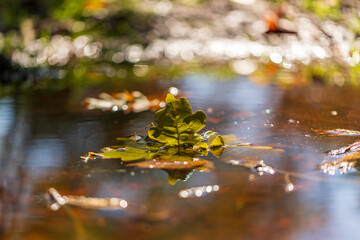 Maple leaf fallen into the water. His image is reflected on the surface. The photo has a nice bokeh.