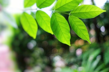 Fototapeta na wymiar Close up Green Leaves with Blurred Garden Background.