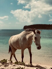 Wild horse on beach portray