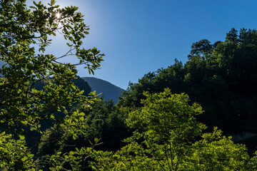 Obraz premium trees and blue sky