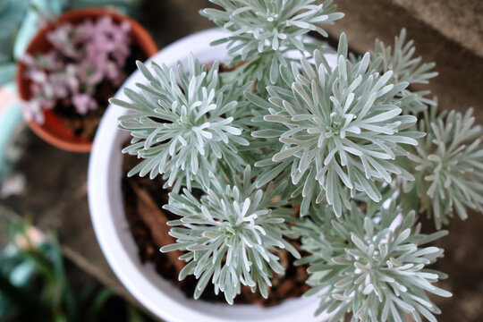 Top View of Crossostephium Bonsai Tree.