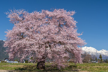須沼の一本桜
