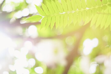 Obraz premium Green Leaves with Blurred Garden Background with Beautiful Bokeh in the Garden, Suitable for Product Presentation.