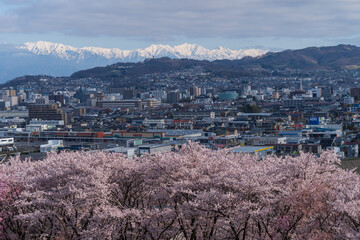 弘法山古墳の桜