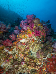 Fototapeta na wymiar Sea sponges growing under a rock (Mergui archipelago, Myanmar)