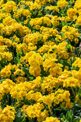 Springtime flower bed background of primrose (primula) plants in a public park that produce a yellow flower in spring during the months of March and April, stock photo image