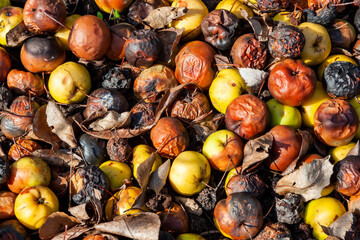 Rotten apples background ( Malus angustifolia Southern Crab Apple) in a heap rotting and decaying on the ground, stock photo image