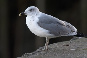 Yellow-legged Gull (Larus michahellis) 3rd-winter, Newlyn harbour, Cornwall, England, UK.