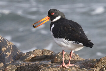Eurasian Oystercatcher (Haematopus ostralegus), holding a shellfish in it's beak, Newlyn, Cornwall, England, UK.
