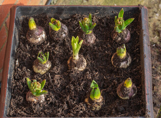 Hyacinth, a fragrant spring flowering perennial starting to shoot