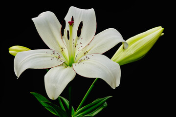 white lily flower isolated on black