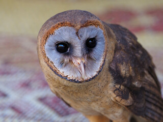 Portraits at the bird show, in the city of Xativa, Spain