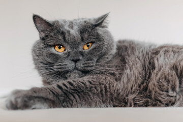 Portrait of a british shorthair breed cat lying on bed.