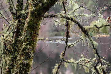 Lovely close up of ancient moss covered tree next to Glencoe Lochan in Scottish Highlands in Winter