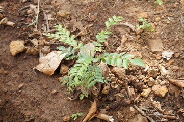 Small curry leaves plant on the ground