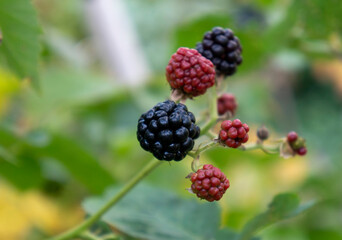 Blackberries on a branch in an organic garden. Close-up of a berry.