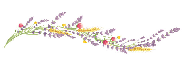 Lavender and summer flowers -- narrow banner. Long border, entwined flowers in the shape of a wave, vector illustration, design element.	