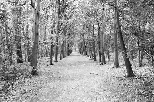 forest area black and white Europe