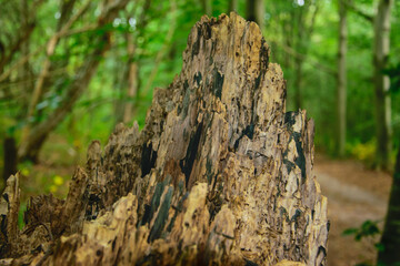 tree stump detail