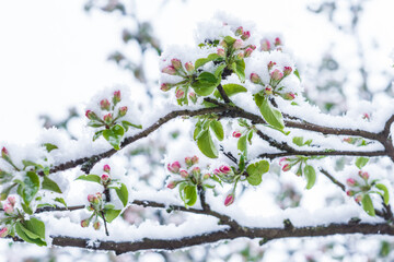 Apple tree  with unfolded blossoms covered with snow in springtime in the garden after snowstorm, horticulture, cold weather damages to agriculture  concept 