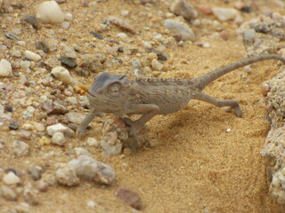 Arniston Beach and Waenhuis Cave 
