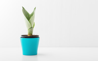 Houseplant in blue pot on white table background