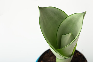 Moonshine snake plant closeup