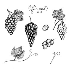 Set of grapes, vector illustration, bunches of grapes, leaves and twigs, cut grapes, sketch