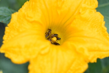 A few bees in a pumpkin flower