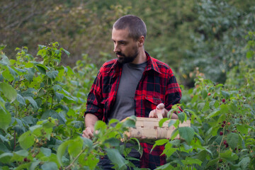 Young caucasion bearded farmer picks raspberries and puts them in a wooden box. Large raspberry bushes in an organic garden. Gardening