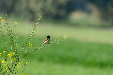 The Siberian stonechat or Asian stonechat is a recently validated species of the Old World...