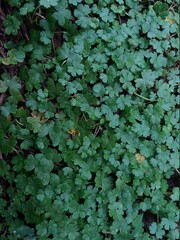 
dew drops on the grass
