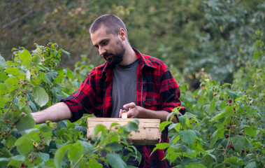 Young caucasion bearded farmer picks raspberries and puts them in a wooden box. Large raspberry bushes in an organic garden. Gardening