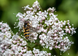 Schwebfliege auf Schaf-Garbe