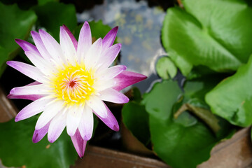 Close up White Lotus Flower in the Pond.