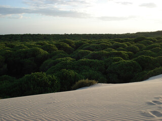 Beautiful landscape with dense green trees and sand dunes © Juan Manuel Morales  Capilla/Wirestock