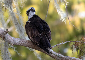 Osprey posing on a branch