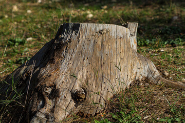 A very old and large stump stands at the edge of the forest.