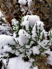 snow covered branches